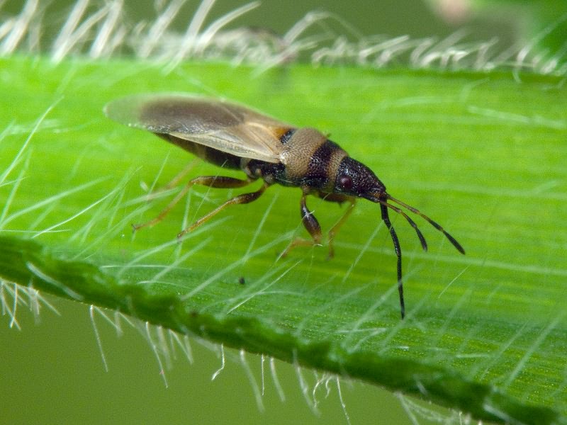 Oxycarenus (Euoxycarenus) pallens (Herrich-Schäffer, 1850)